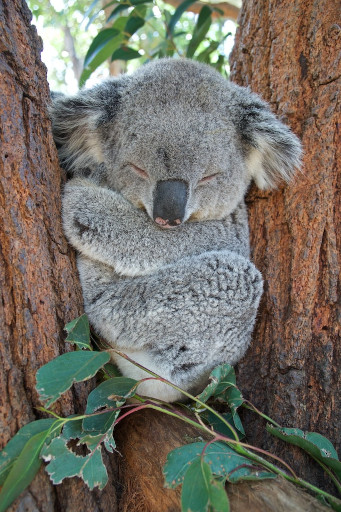 A sleeping koala.