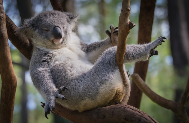A lounging koala.